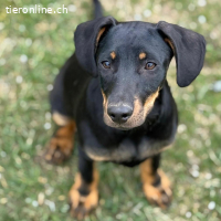 Amigo – cleverer Junghund, bereit, die Welt zu entdecken