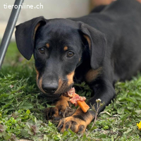 Amigo – cleverer Junghund, bereit, die Welt zu entdecken