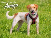 Amigo, ein treuer Freund und Begleiter