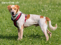 Amigo, ein treuer Freund und Begleiter
