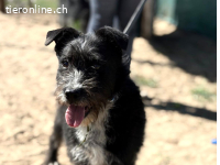 Amos-2, bezaubernder Bursche