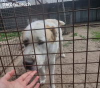 Amun, dankbarer, stattlicher Hundemann