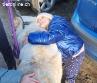 Amun, dankbarer, stattlicher Hundemann