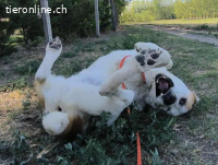 Amun, dankbarer, stattlicher Hundemann