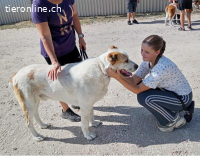 Amun, dankbarer, stattlicher Hundemann