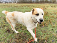 Amun, dankbarer, stattlicher Hundemann