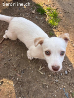 Anda - süße Welpendame sucht dich!