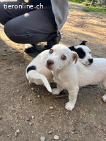 Anda - süße Welpendame sucht dich!