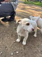 Anda - süße Welpendame sucht dich!