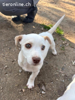 Anda - süße Welpendame sucht dich!