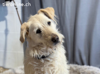 Andon, freundliche Fellnase