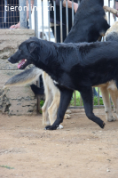 Andrea sucht ein Zuhause!