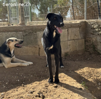 Andrea sucht ein Zuhause!