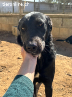 Andrea sucht ein Zuhause!