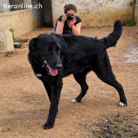 Andrea sucht ein Zuhause!