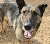 Anelma, wunderschöne Hündin