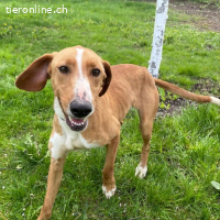 Anely eine extrem gutmütige Hündin