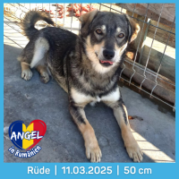 Angel-ein Engel auf der suche nach dem Glück