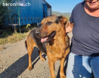 Angua ist auffällige und wunderschön