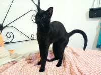 Anhänglicher Wirbelwind Calin möchte Familie und Gspänli,10M