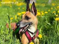 Ansa - unsere wundervolle Kuschelmaus