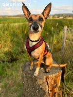 Ansa - unsere wundervolle Kuschelmaus