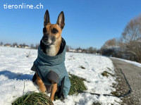 Ansa - unsere wundervolle Kuschelmaus