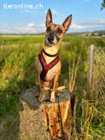 Ansa - unsere wundervolle Kuschelmaus