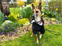 Ansa - unsere wundervolle Kuschelmaus