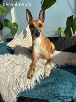 Ansa - unsere wundervolle Kuschelmaus