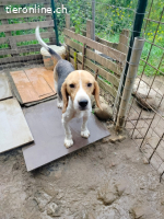 Anselmo - Ein Freund für immer