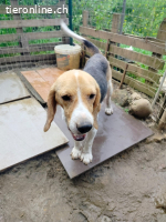 Anselmo - Ein Freund für immer