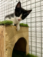 Pablo – Charmeur mit weißem Kragen