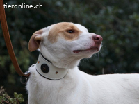 Anubis, ein aufgestellter Junghund sucht ein Zuhause