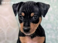 Aquiles - Geschwister Aquiles, Helena, Hector und Patroclo