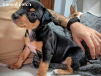 Aquiles - Geschwister Aquiles, Helena, Hector und Patroclo