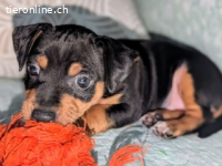 Aquiles - Geschwister Aquiles, Helena, Hector und Patroclo