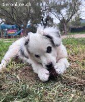 Arc - kleiner Welpe bereit für sein neues Leben