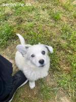 Arc - kleiner Welpe bereit für sein neues Leben