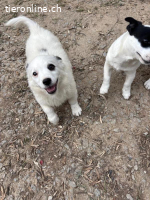 Arc - kleiner Welpe bereit für sein neues Leben