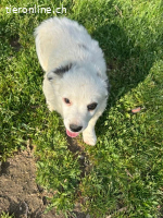 Arc - kleiner Welpe bereit für sein neues Leben