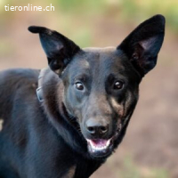 Aretha - „Lady in black“ wartet auf dich!