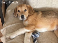 Ari – kleiner Kämpfer mit grossem Herz