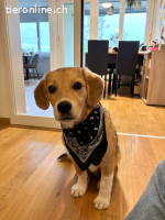 Ari – kleiner Kämpfer mit grossem Herz