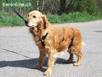 ARITA, bezaubernde Hundedame, ca. 6,5 Jahre, 52cm, 28kg