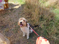 ARLO, AKTIVER MISCHLINGSRÜDE, CA. 5 JAHRE, 12KG