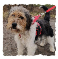 ARLO, AKTIVER MISCHLINGSRÜDE, CA. 5 JAHRE, 12KG