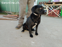 Arnold-4, feiner Junghund