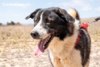 Arqui – danfter Riese