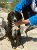 Arti (4 Monate) sucht seine Familie